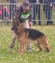 Chiots de race Berger allemand à vendre chez l'éleveur DES LEGENDES DU CASTEL