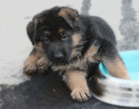 Chiots de race Berger allemand à vendre chez l'éleveur LE CLAN DE LA VALLEE