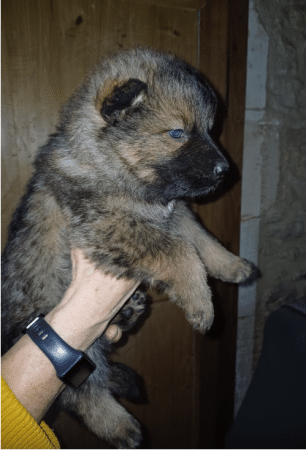 Image de la portée de chiot de l'élévage DECOCQ ANNIE