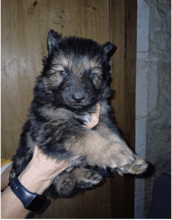 Image de la portée de chiot de l'élévage DECOCQ ANNIE