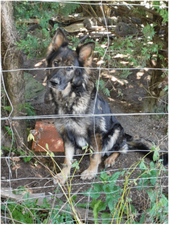 Image de la portée de chiot de l'élévage DECOCQ ANNIE