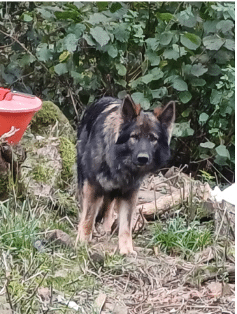 Image de la portée de chiot de l'élévage DECOCQ ANNIE