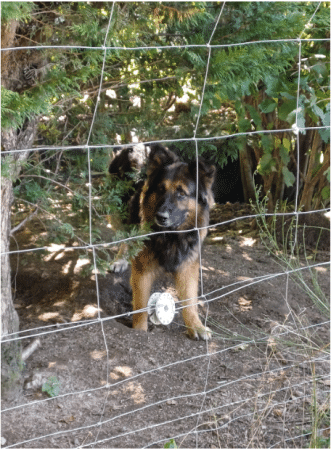 Image de la portée de chiot de l'élévage DECOCQ ANNIE