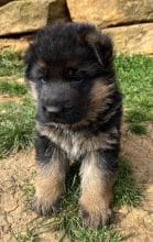 Chiots de race Berger allemand à vendre chez l'éleveur Des crets de charmont