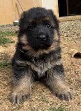 Chiots de race Berger allemand à vendre chez l'éleveur Des crets de charmont