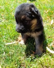 Chiots d'apparence Berger allemand à vendre chez l'éleveur MME MASSICARD BEATRICE