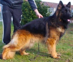 Chiots de race Berger allemand à vendre chez l'éleveur DES LEGENDES DU CASTEL