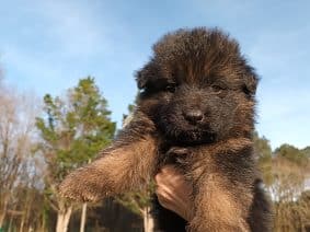 Chiots de race Berger allemand à vendre chez l'éleveur ELEVAGE DE L’AIRIAL DE CHENES