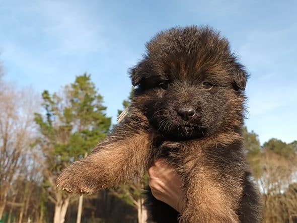 Image de la portée de chiot de l'élévage ELEVAGE DE L’AIRIAL DE CHENES