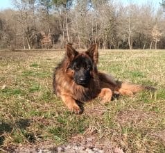 Chiots de race Berger allemand à vendre chez l'éleveur ELEVAGE DE L’AIRIAL DE CHENES