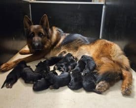 Chiots de race Berger allemand à vendre chez l'éleveur ARCAMONE GABRIEL