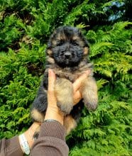 Chiots de race Berger allemand à vendre chez l'éleveur DE L’HACIENDA DEL MATADOR