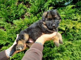 Chiots de race Berger allemand à vendre chez l'éleveur DE L’HACIENDA DEL MATADOR