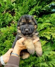 Chiots de race Berger allemand à vendre chez l'éleveur DE L’HACIENDA DEL MATADOR