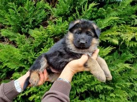 Chiots de race Berger allemand à vendre chez l'éleveur DE L’HACIENDA DEL MATADOR