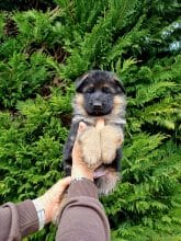 Chiots de race Berger allemand à vendre chez l'éleveur DE L’HACIENDA DEL MATADOR