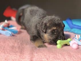 Chiots de race Berger allemand à vendre chez l'éleveur DU TERRITOIRE DES ANGES