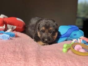 Chiots de race Berger allemand à vendre chez l'éleveur DU TERRITOIRE DES ANGES