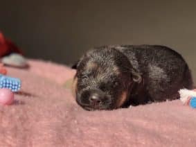 Chiots de race Berger allemand à vendre chez l'éleveur DU TERRITOIRE DES ANGES