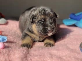 Chiots de race Berger allemand à vendre chez l'éleveur DU TERRITOIRE DES ANGES