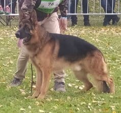 Chiots de race Berger allemand à vendre chez l'éleveur DES LEGENDES DU CASTEL