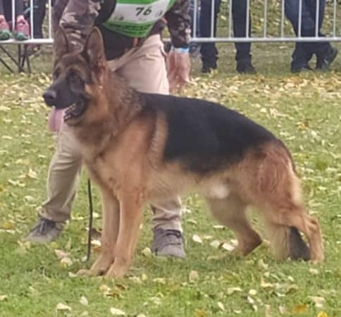 Image de la portée de chiot de l'élévage DES LEGENDES DU CASTEL