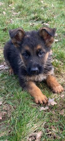 Image de la portée de chiot de l'élévage des chtis loulou