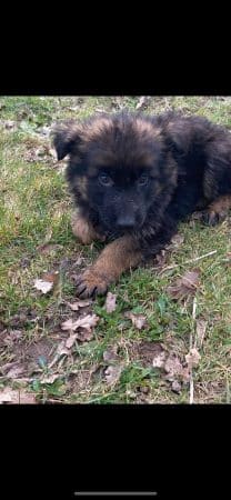 Image de la portée de chiot de l'élévage des chtis loulou