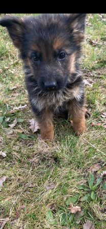 Image de la portée de chiot de l'élévage des chtis loulou