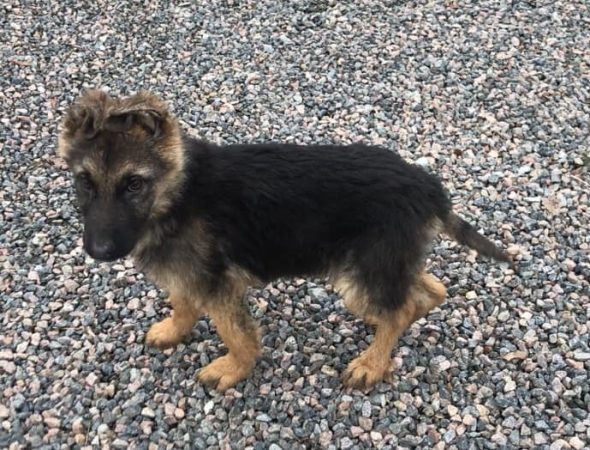 Image de la portée de chiot de l'élévage des chtis loulou