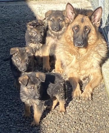 Image de la portée de chiot de l'élévage des chtis loulou