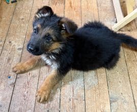 Chiots d'apparence Berger allemand à vendre chez l'éleveur des chtis loulou