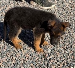 Chiots d'apparence Berger allemand à vendre chez l'éleveur des chtis loulou