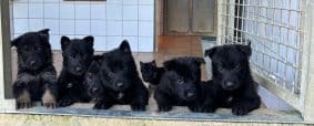 Chiots de race Berger allemand à vendre chez l'éleveur DES WALLABIES