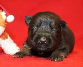 Chiots de race Berger allemand à vendre chez l'éleveur DU NORMONT