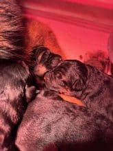 Chiots de race Berger allemand à vendre chez l'éleveur HOC SANDY