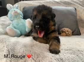 Chiots de race Berger allemand à vendre chez l'éleveur MATTEOTTI STEPHANE