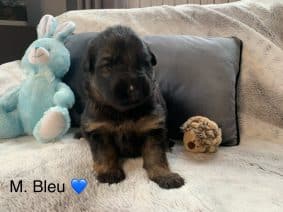 Chiots de race Berger allemand à vendre chez l'éleveur MATTEOTTI STEPHANE