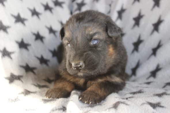 Image de la portée de chiot de l'élévage DOMAINE DE LA TERNOISE