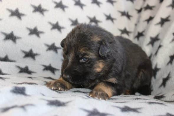 Image de la portée de chiot de l'élévage DOMAINE DE LA TERNOISE