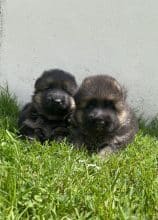 Chiots de race Berger allemand à vendre chez l'éleveur SCEA DU MOULIN DE MADJURIE