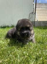 Chiots de race Berger allemand à vendre chez l'éleveur SCEA DU MOULIN DE MADJURIE