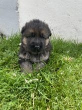 Chiots de race Berger allemand à vendre chez l'éleveur SCEA DU MOULIN DE MADJURIE