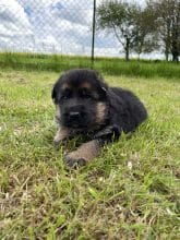 Chiots de race Berger allemand à vendre chez l'éleveur SCEA DU MOULIN DE MADJURIE