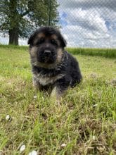 Chiots de race Berger allemand à vendre chez l'éleveur SCEA DU MOULIN DE MADJURIE