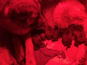 Chiots de race Berger allemand à vendre chez l'éleveur DES LEGENDES DU CASTEL