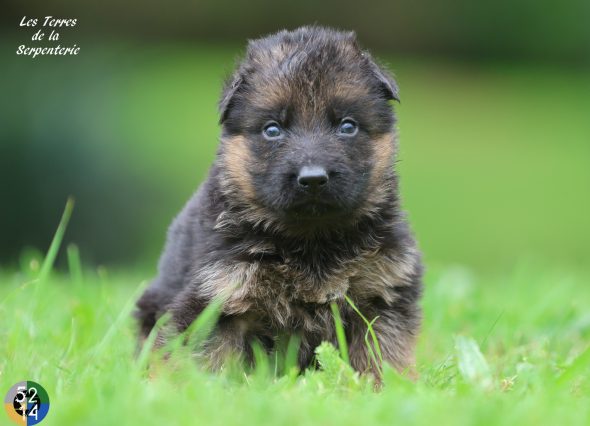 Image de la portée de chiot de l'élévage DES TERRES DE LA SERPENTERIE