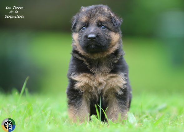 Image de la portée de chiot de l'élévage DES TERRES DE LA SERPENTERIE