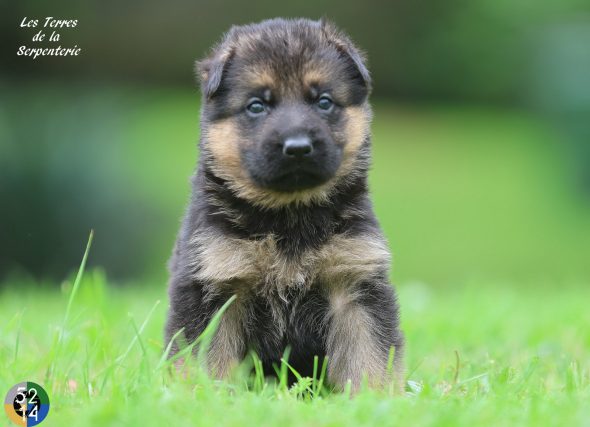 Image de la portée de chiot de l'élévage DES TERRES DE LA SERPENTERIE