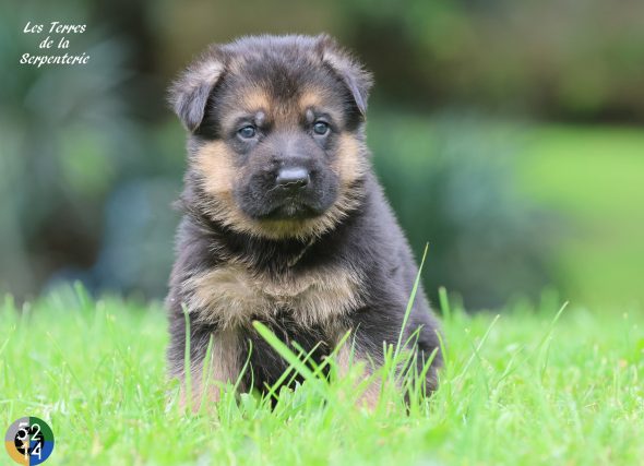 Image de la portée de chiot de l'élévage DES TERRES DE LA SERPENTERIE